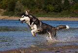 SIBERIAN HUSKY 669